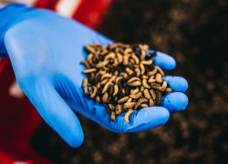 Insectencampus Thomas More heeft nieuw aanbod opleidingen en webinars