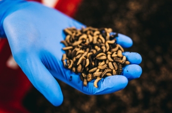 Insectencampus Thomas More heeft nieuw aanbod opleidingen en webinars