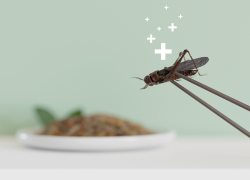 INSECTA, a new project on food supplements in Belgium
